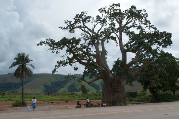 Arbre de Brazza