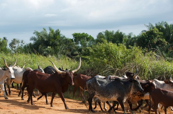 Long horns Congo