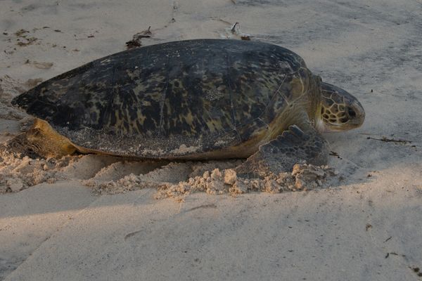 Les tortues vertes