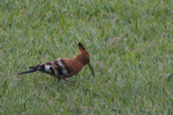 Oiseaux du jardin