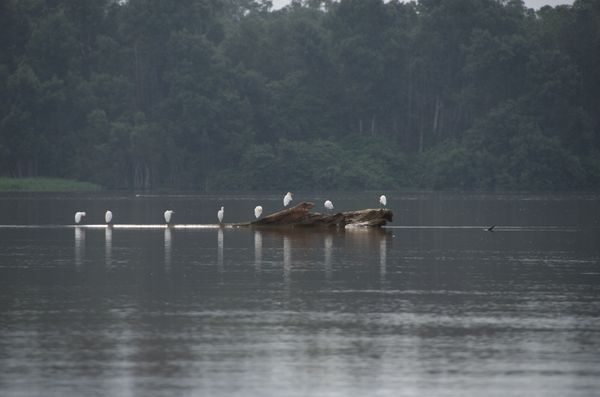 Oiseaux du Kouilou