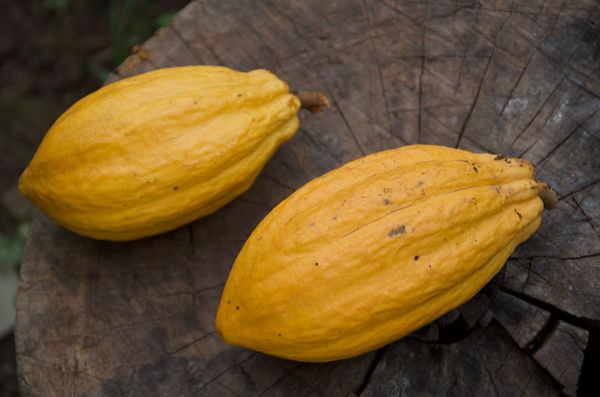 Cacao