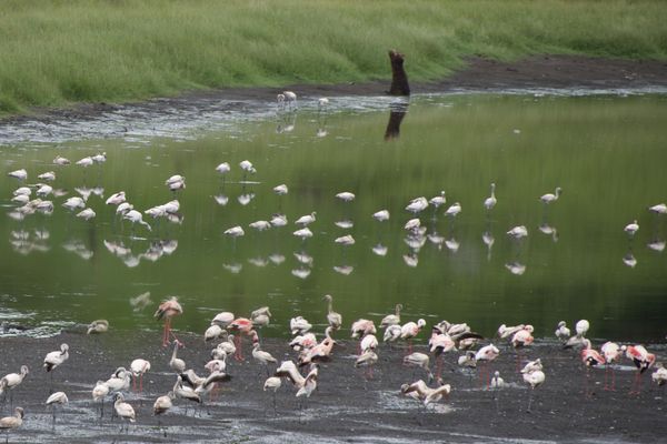 Impressions de flamants