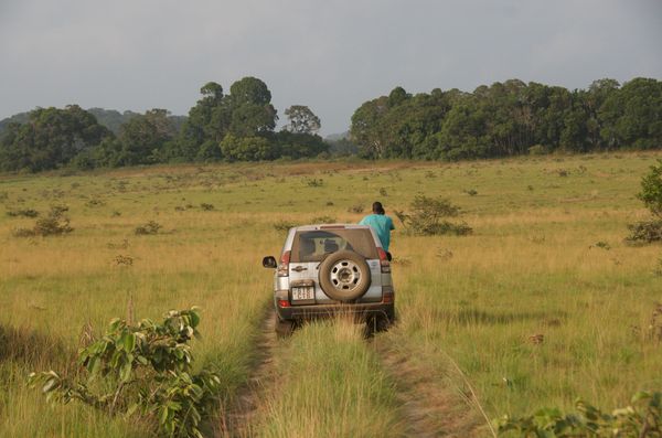 Sur la piste des éléphants