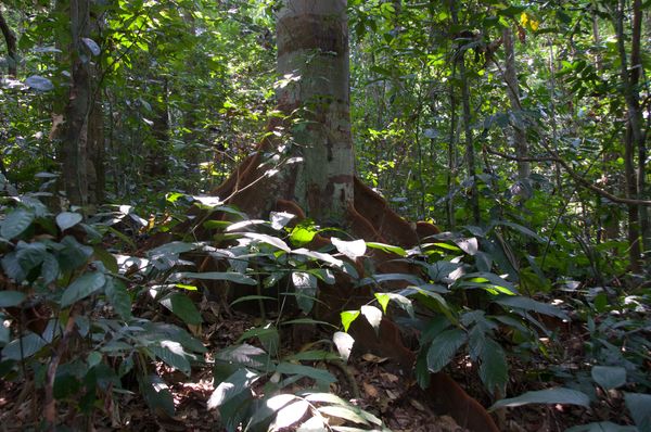 Les arbres qui nous entourent