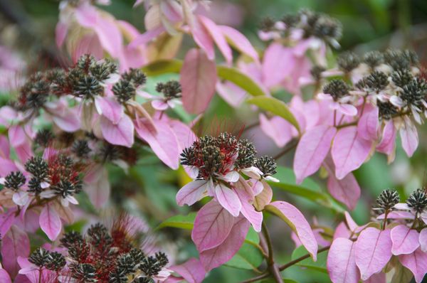 Fleurs de la forêt