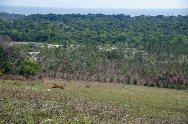 Safari Congo