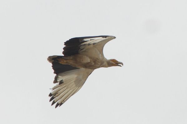 Les oiseaux de Bas-Kouilou