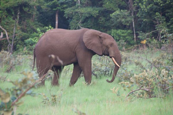 Eléphants de Forêt