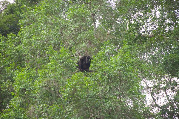 Arbre à primates