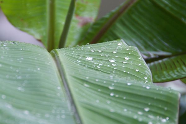 Saison des pluies