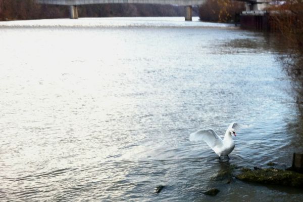 Course aux oiseaux