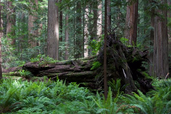 Avenue of the Giants