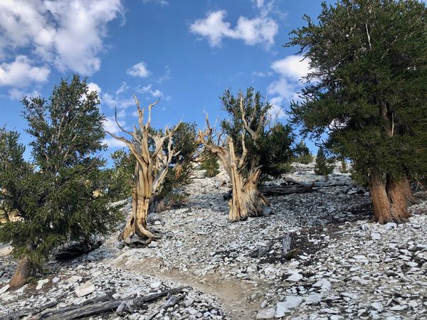 Ancient Bristlecone Pine forest