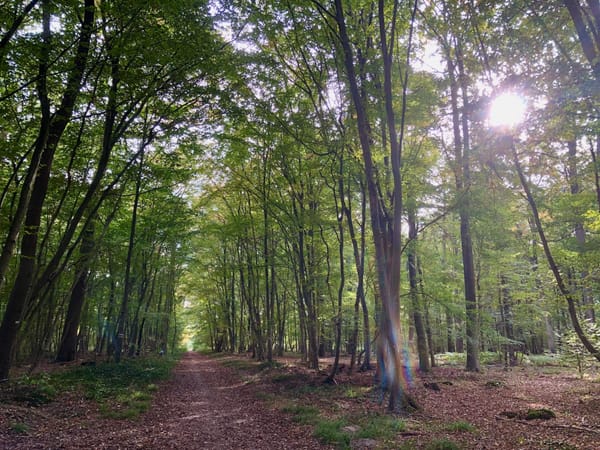 Balades en forêt