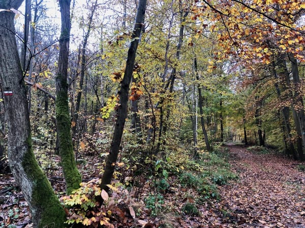 Dernières feuilles