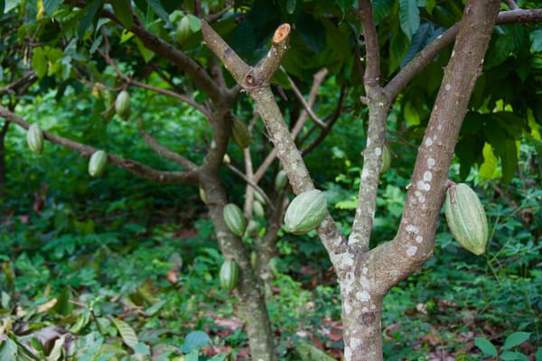 Rencontres sous les cacoyers