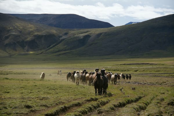 Chevaux sauvages