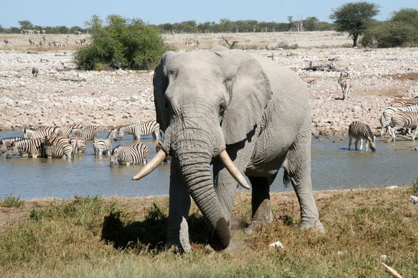 Foret hantée (Etosha)