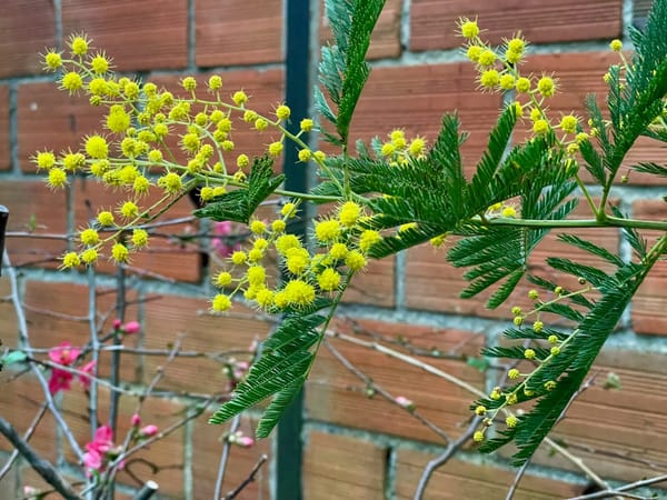Mimosa en fleurs