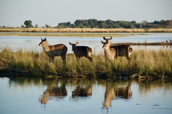 Le long de Chobe