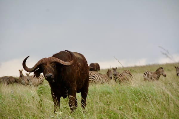 Faune d'Akagera