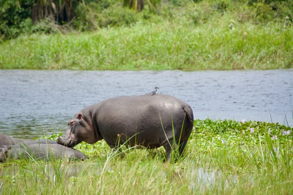 Hippopotames d'Akagera